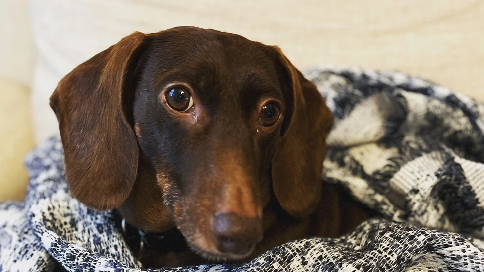 Dachshund wrapped in blanket