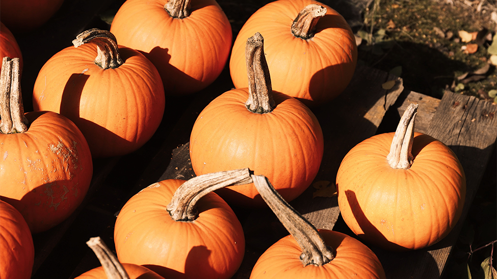 A group of pumpkins in the sunshine