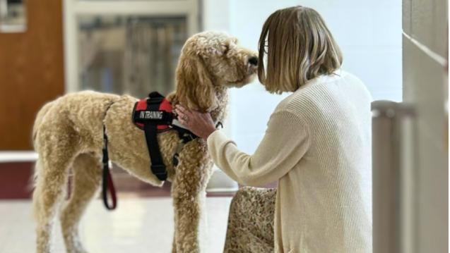 Therapy dog engaging with a child