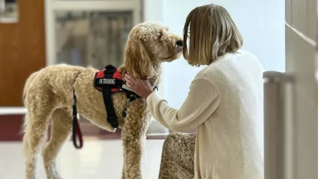 Therapy dog engaging with a child