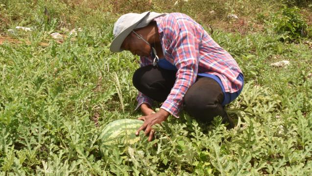 Farmer in the field with a watermelon