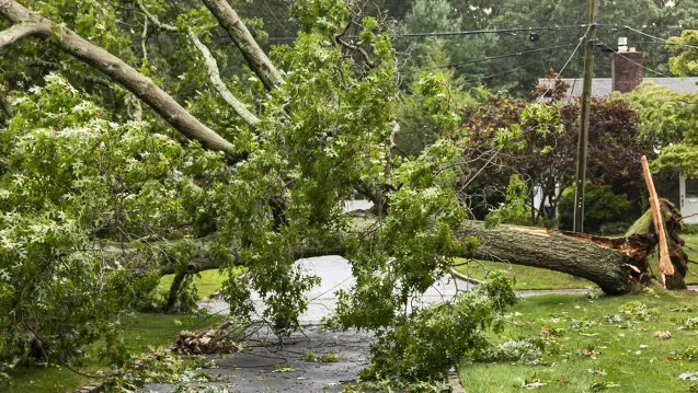 A fallen tree hanging over a road