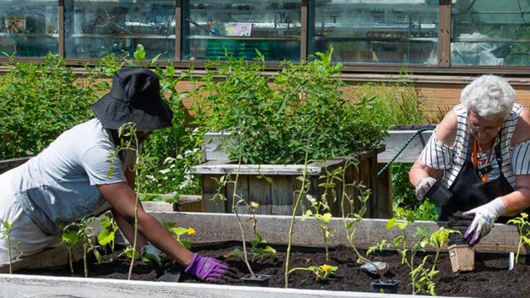 Two people working in a community garden