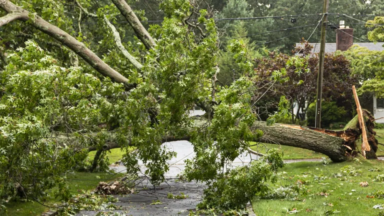 A fallen tree hanging over a road