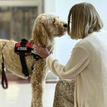 Therapy dog engaging with a child