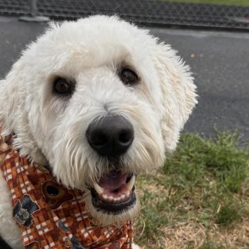 Paw Pal, Sunni, at the Marseilles Elementary School