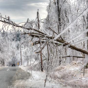 Ice-covered trees suspended on power line over road