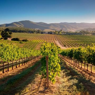 A vineyard in Inland Southern California on a sunny day